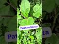 #Medicinal plants#nature#kidney plant#skin #liver repair#ytvideoshort#trendingl@santoshnagekar