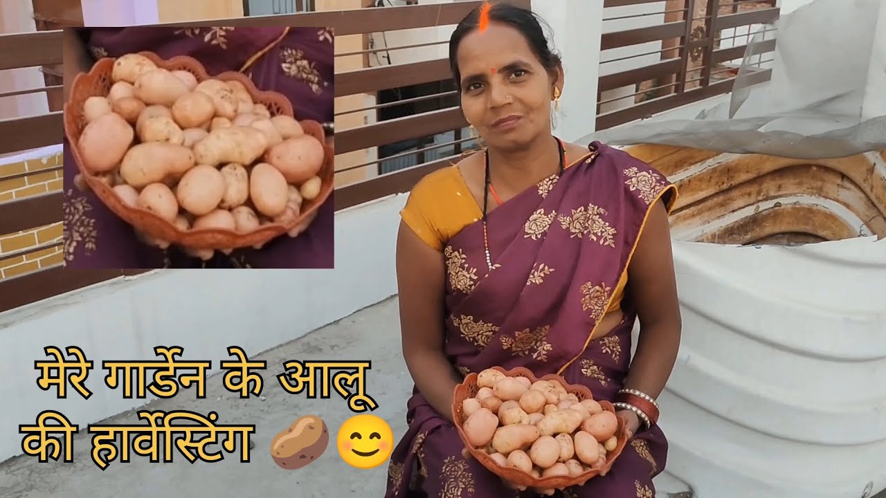 मेरे गार्डन के आलू का हार्वेस्टिंग 🌱🥔⛏️😊👍#shortvideo #gardening #terracegardenindia #gardendesign 