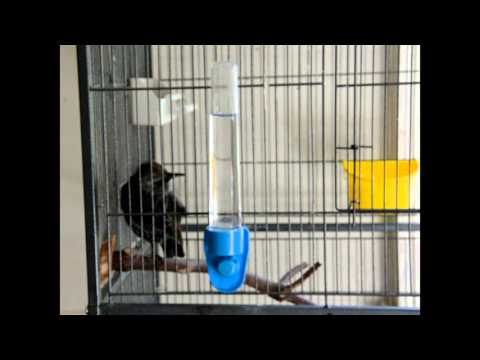 BROOKLYN'S BIGGIE STARLING, just learning to talk!