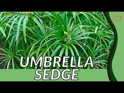 Video: Umbrella Sedge Өсүмдүктөрүнүн түрлөрү - Кол чатыр чөп деген эмне