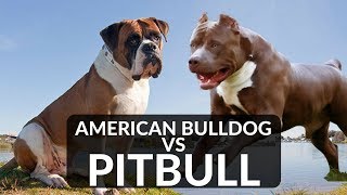 whats the difference between a pitbull and a bulldog