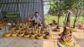 CÂY CƠM NGUỘI & HOA TRÁI NHIỀU LOẠI chào bán 01/11 nhà vườn Ngọc Phú