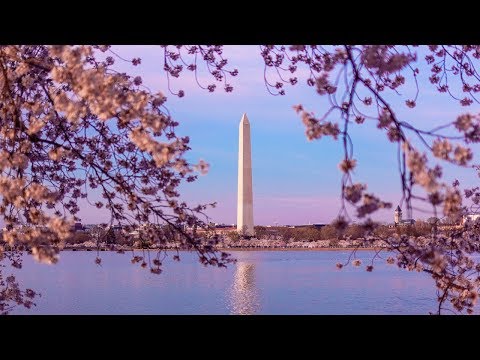 WHY are there so many cherry blossom trees in Washington, DC?