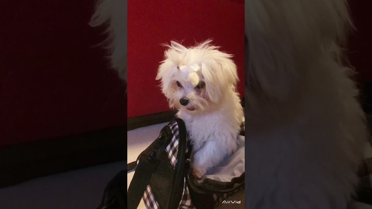 魔天使犬 Sfnews 魔天使犬 Sfnews
