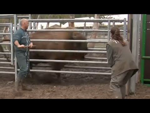 PAS DIF AVT 2026-06-30 Ce soigneur se fait encorner par un bison - PAS DIF AVT 2026-06-30 Ce soigneur se fait encorner par un bison