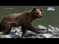В Енисейском районе медведь напал на женщину