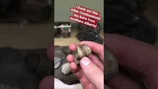 Fossilized Bird Mimic Dinosaur Toe Bone!!