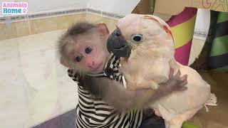 Smart BiBi helps dad feed baby parrots