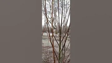 Когда цветёт верба  .