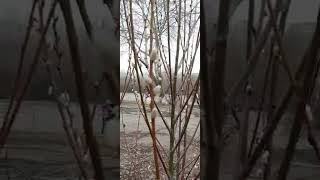 Когда цветёт верба  .