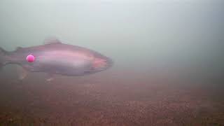 Rainbow Trout Ice Fishing Aqua View underwater camera