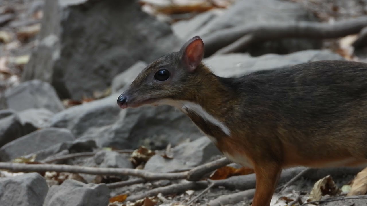 Lesser Mouse-deer