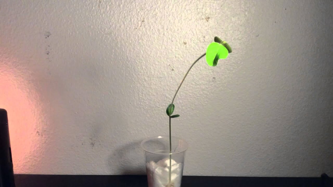 Tropisme ; Soja but 2