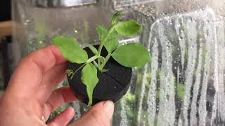 Download Lagu Hydropod Cuttings Propagator | Grow New Plants From Cuttings | How To Use A Hydropod MP3