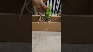 Folding Box Collapsible Box Treev Box #konofigiftbox #diy #giftbox #unboxing #setupbox #designerbox