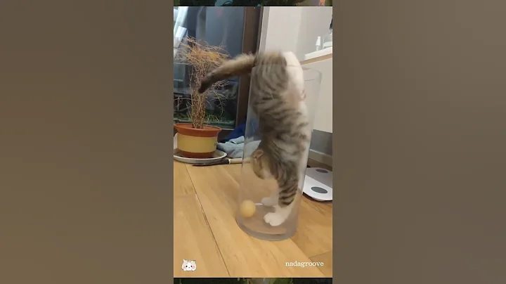 Watch the video about Kitten Cat. #dailycatlife #kittencat #nadagroove #funnycat #meow #shorts #kitten #cute #cat