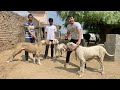 World's biggest Dogs😱 | Indian Royal Breed Bully Kutta
