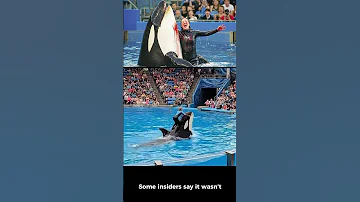 The SHOCK NG Last Moment Of Orca Trainer Jessica Radcliffe AI What If Scenario 