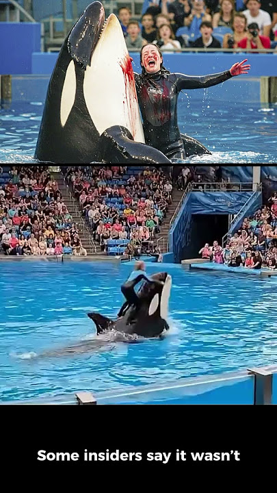 The SHOCKING Last Moment of Orca Trainer Jessica Radcliffe 🐟