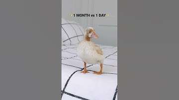 Duckling to Duck / 1 month vs 1 day #shorts