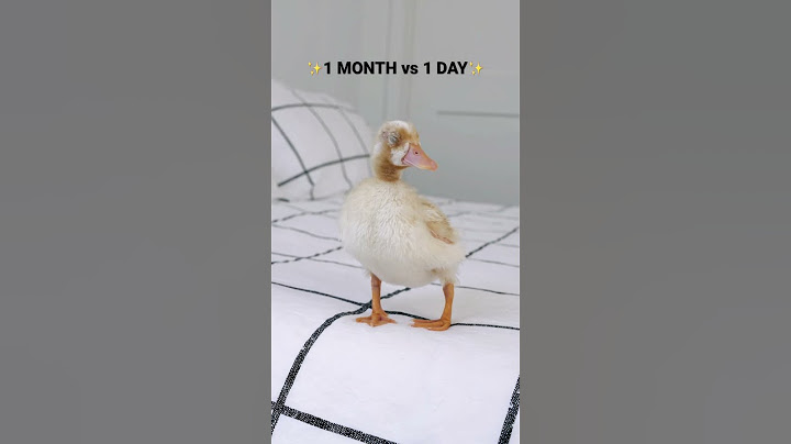 Duckling to Duck / 1 month vs 1 day #shorts