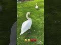يا وزه وزه 