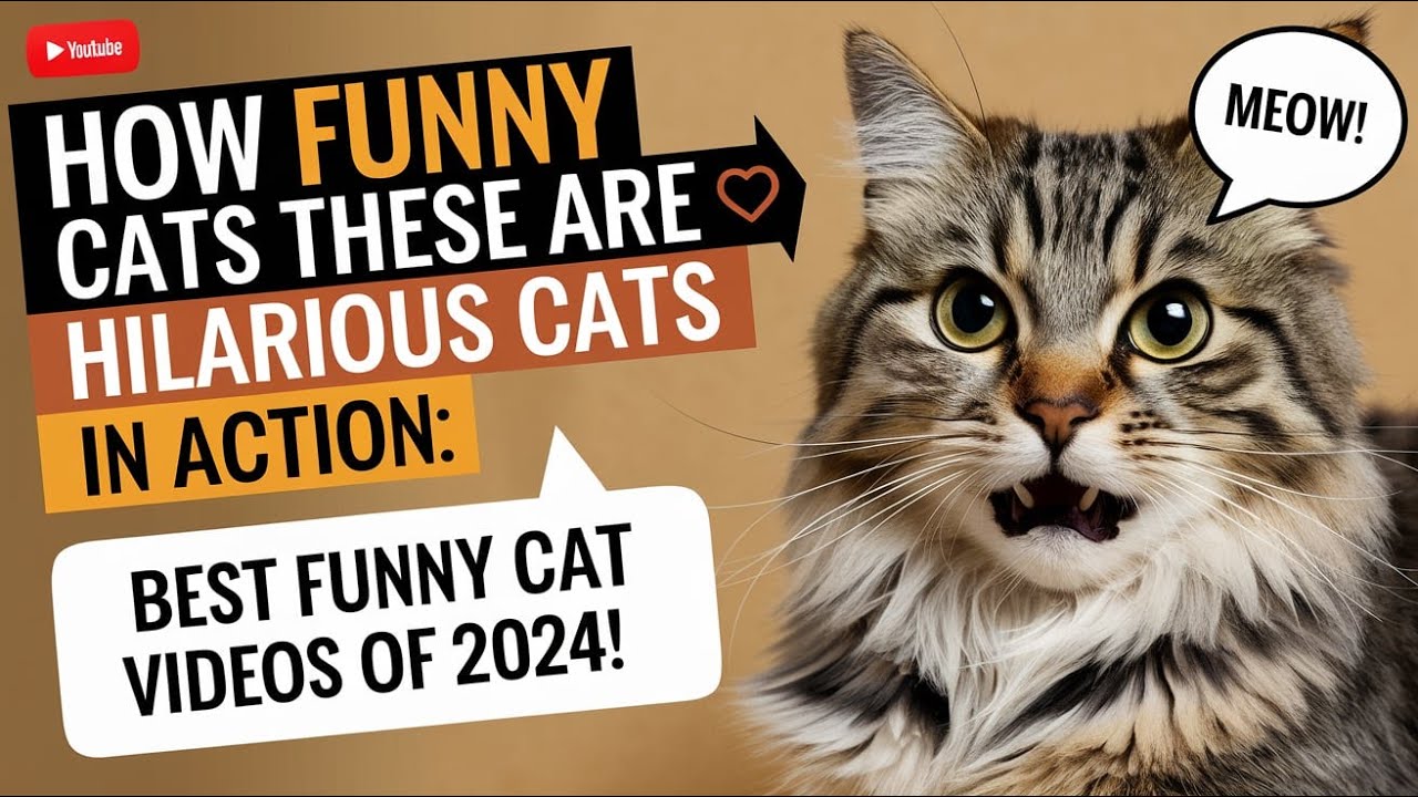 How Funny Cats these are 😂 | Hilarious Cats in Action: Best Funny Cat ...