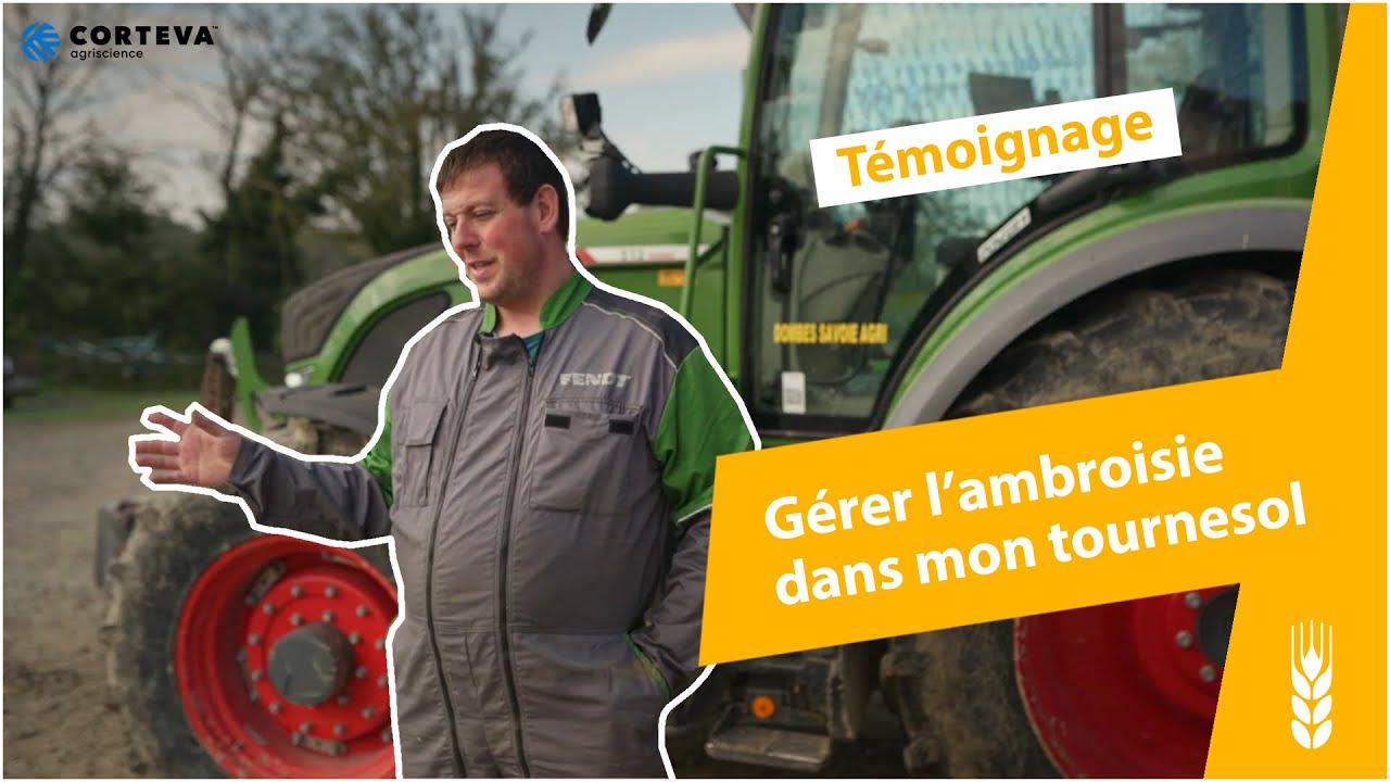 Comment gérer l'ambroisie dans mon tournesol ?