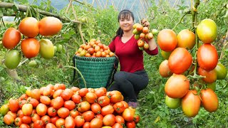 Harvesting A Lot Of Tomato Goes to market sell - Tomato and vegetable hot pot | Free Bushcraft