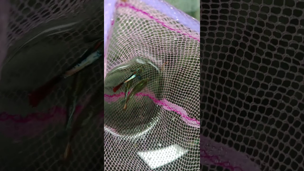 commando good male name and female this is new fish