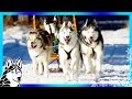 DOG SLEDDING ADVENTURE | GoPro Hero5 Black GoPro Karma Grip