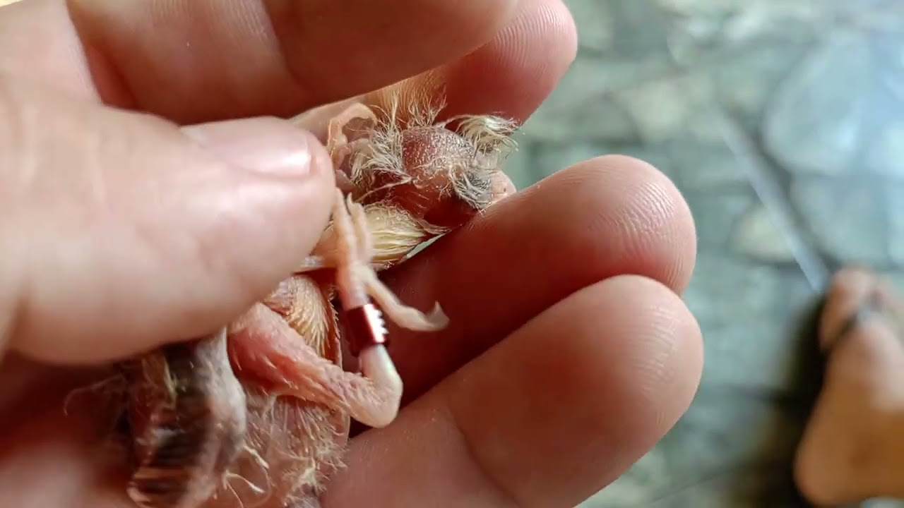 1 de julho de 2024(1)