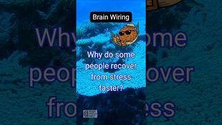 Why do some people recover from stress faster