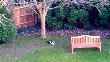 Watch Funny Cats Go Crazy Chasing Laser Pointer Beam up tree-Funny cat videos Part 35