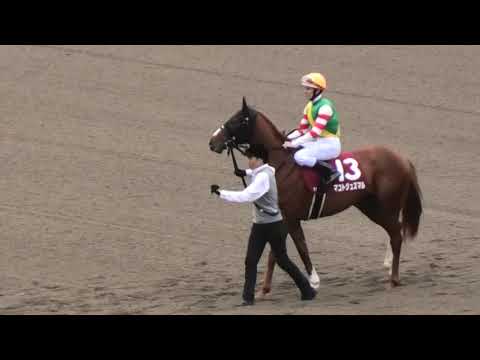 2019 第26回  テレビ東京杯青葉賞GⅡ 本馬場入場 現地映像 リオンリオン