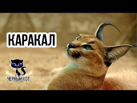 ✔ Каракал –  сильная и опасная степная кошка, очень похожая на рысь