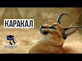 ✔ Каракал –  сильная и опасная степная кошка, очень похожая на рысь