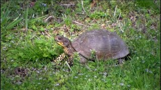 A Critter Who Happens By From Time To Time