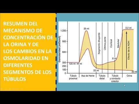 Intercambio por contracorriente en los vasos rectos YouTube