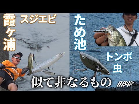 関東【河野正彦】スジエビ・関西【藤川温大】トンボ・虫「チビバゼルとチキータの独断場」