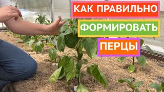 Формируем перцы 🌶️ 🫑Почему это важно и как делать правильно!