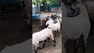 #bhairavasheepfarm #pilerusheepmaket #pileru #sheeps #kalluru #sodam #piler #shortsfeed #shorts