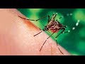 La dengue  symptmes et traitement de la maladie