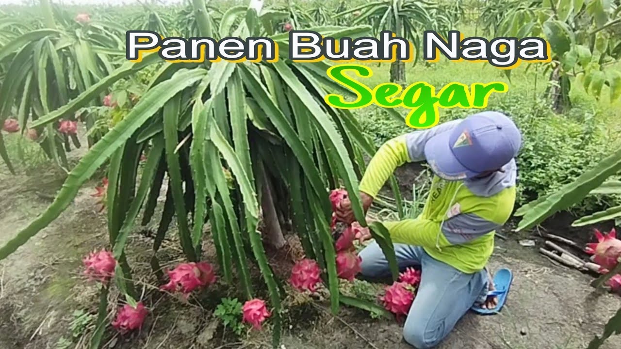 Panen Buah Naga Segar Langsung Di Kebun
