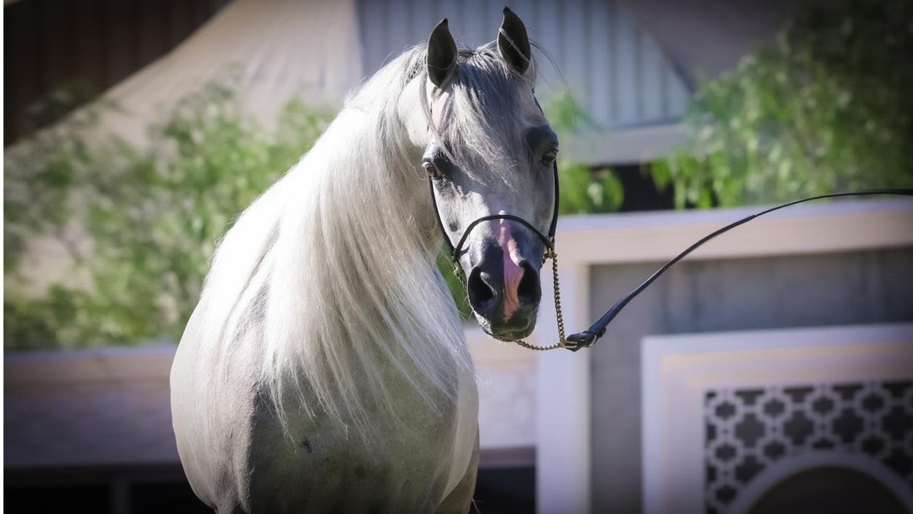 البطل الصاعد والمنتج 🏆 بركات إتش إي 🏆 حفيد الأسطورة شنجهاي إي إيه والأسطورة مروان الشقب | Barakat HE