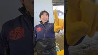 大漁だぜぇ〜〜❗️❗️ 2025年12月25日の片名市場の様子 #へんな魚おじさん #片名市場