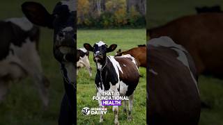 What “Foundational Health” Really Means—From a Dairy Farmer &amp; Naturopath #womenofdairy