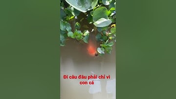 Đi câu cá đâu phải để bắt bằng được con cá !!!