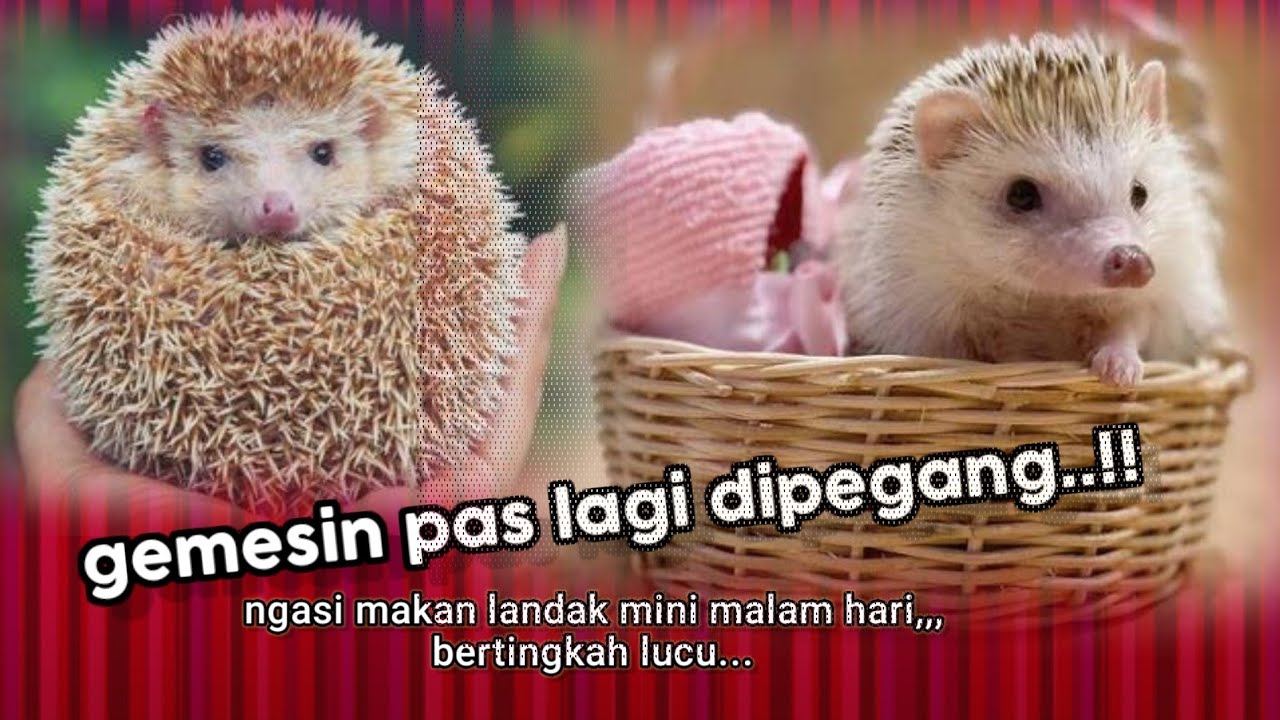 Landak Mini Makan Malam Hedgehog Minitobiaco Youtube