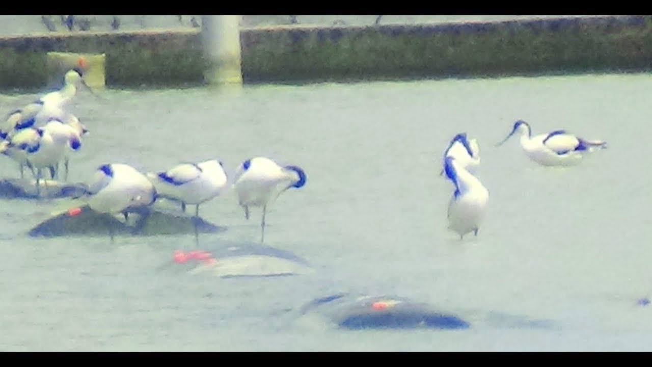 Group activity of Pied Avocet on watery farm.